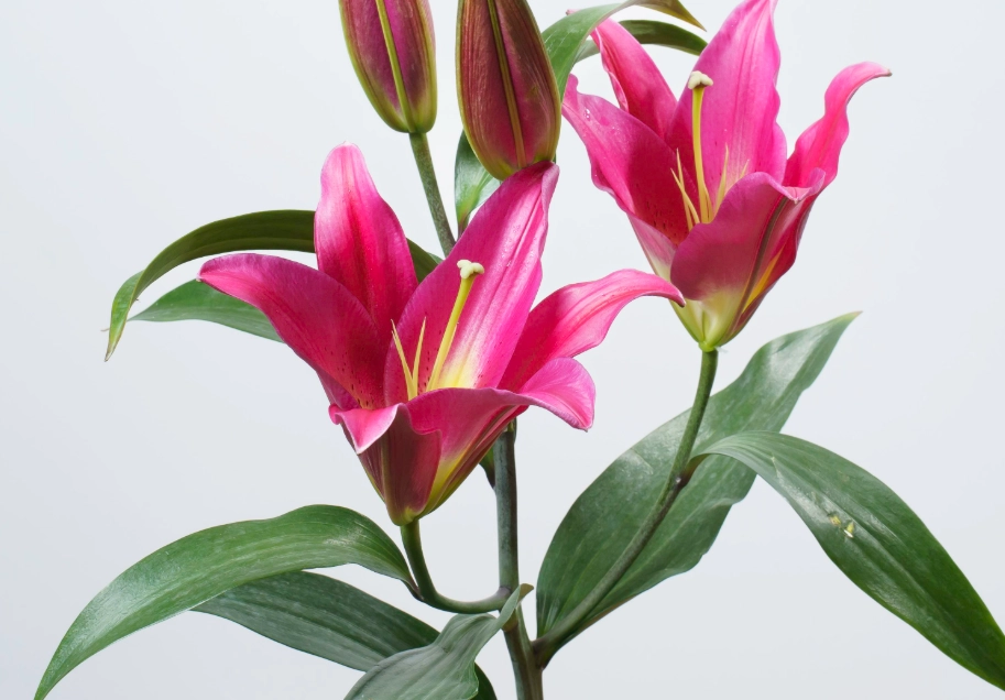 香水百合 有毒 香水百合 有毒