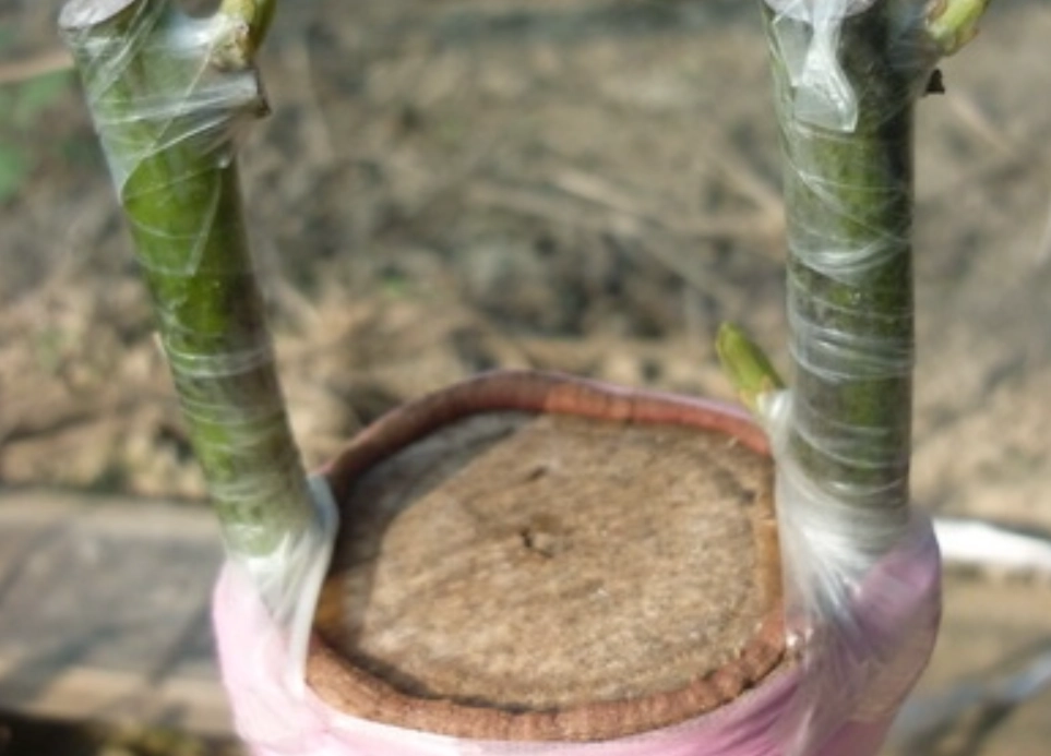 酪梨嫁接時間 酪梨嫁接時間