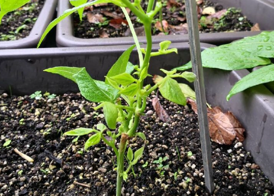 四季豆種植時間