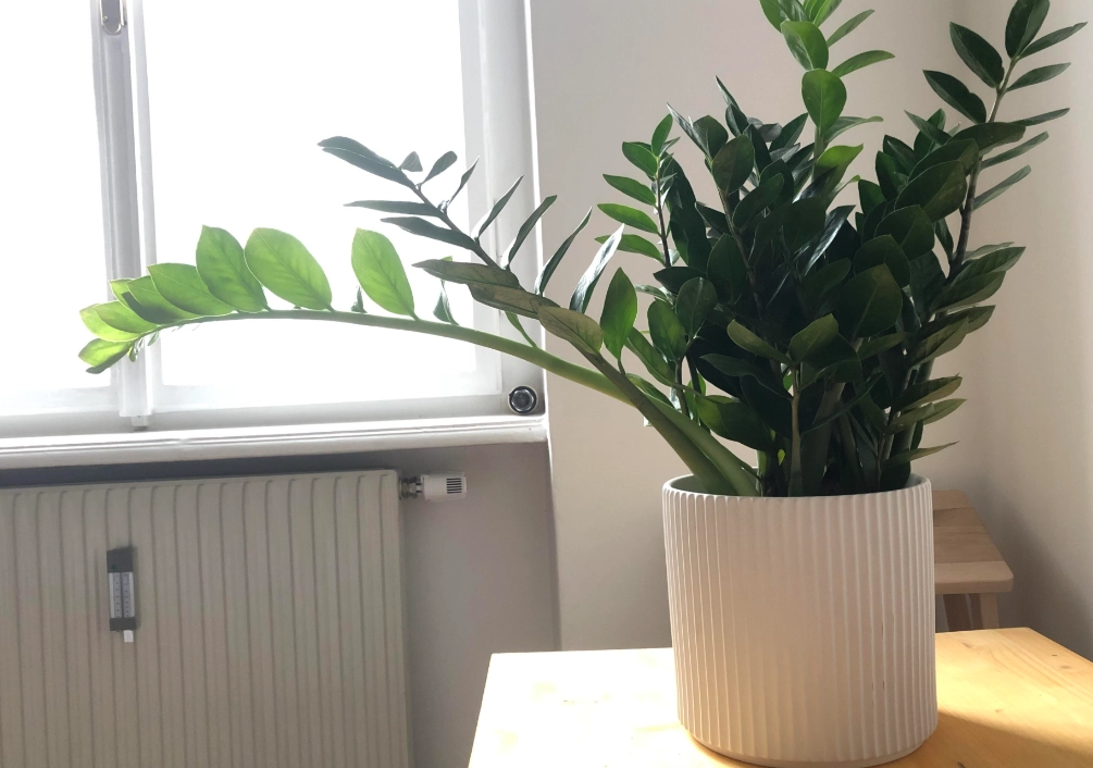 金錢樹歪斜 金錢樹歪斜