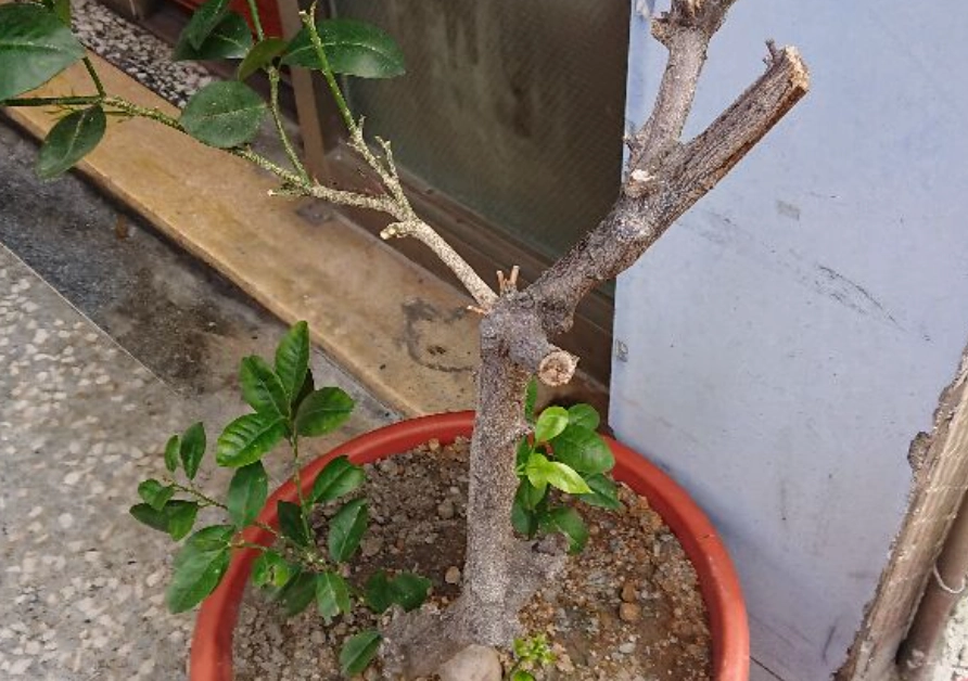 金桔樹修剪方法