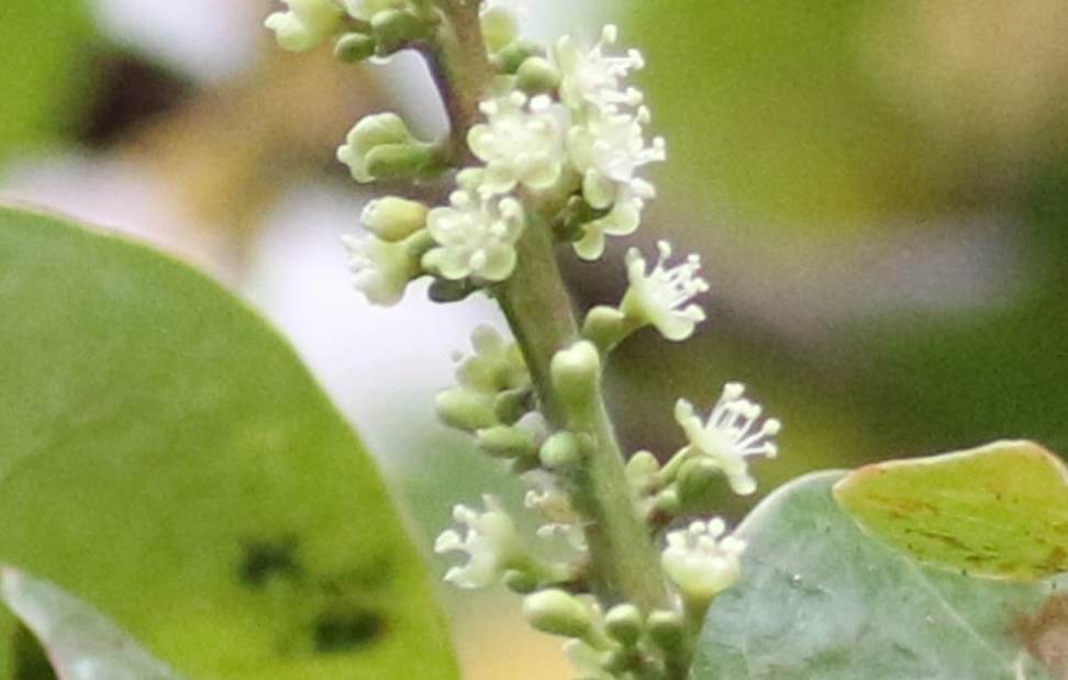 葡萄花期管理 葡萄花期管理