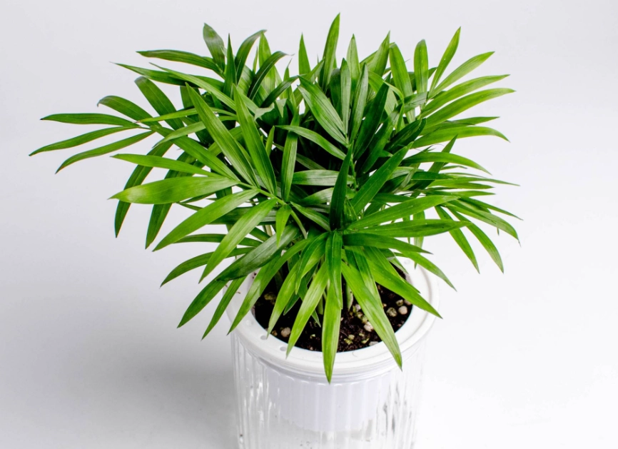 袖珍椰子 養護重點 袖珍椰子 養護重點