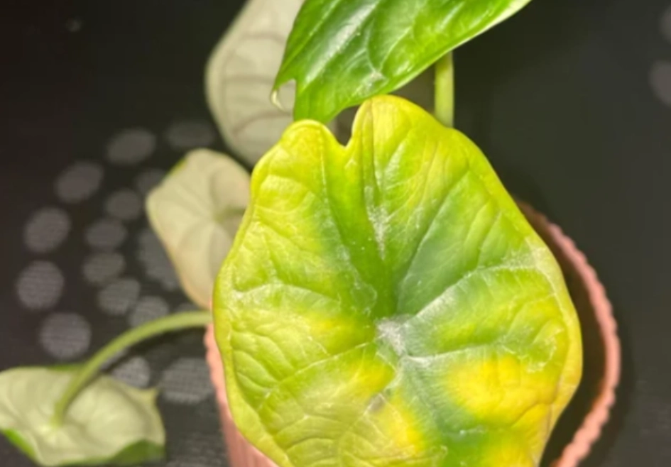 多肉植物觀音蓮照顧 多肉植物觀音蓮照顧