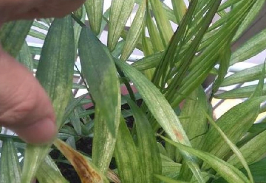 袖珍椰子 葉子變白