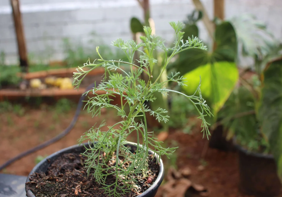 艾草 多久 澆水 一次