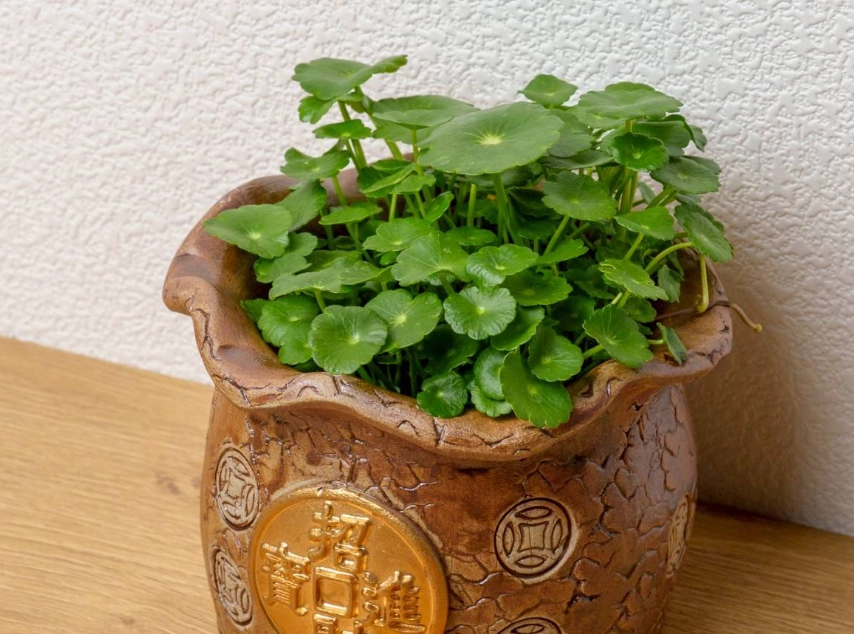 金錢草 銅錢草 差別