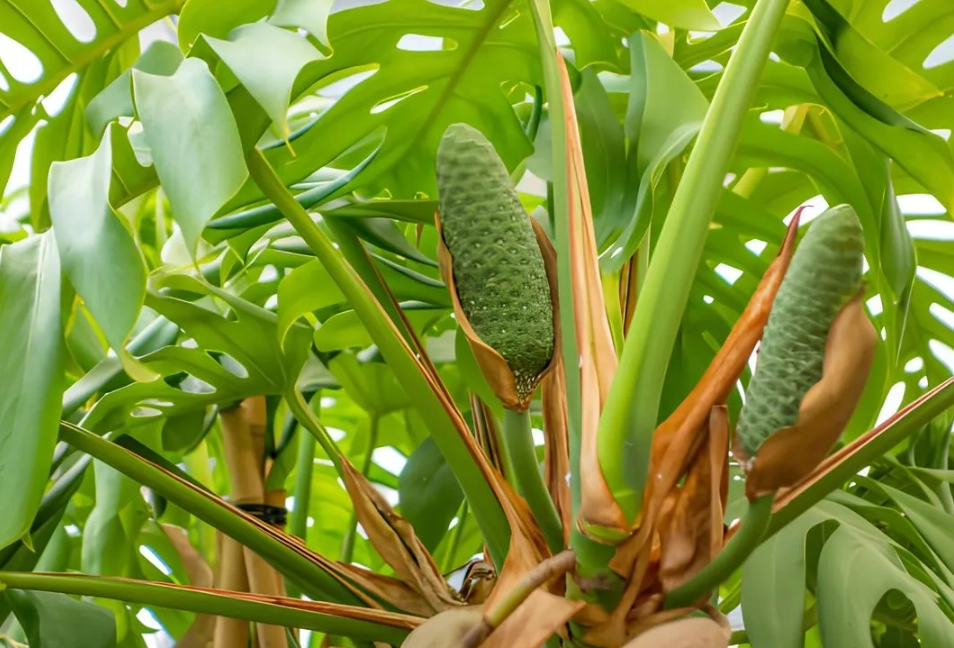 龜背芋果實 毒性 龜背芋果實 毒性