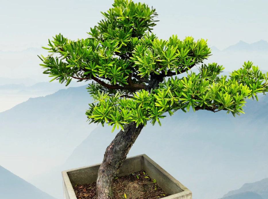 羅漢松矮化 羅漢松矮化