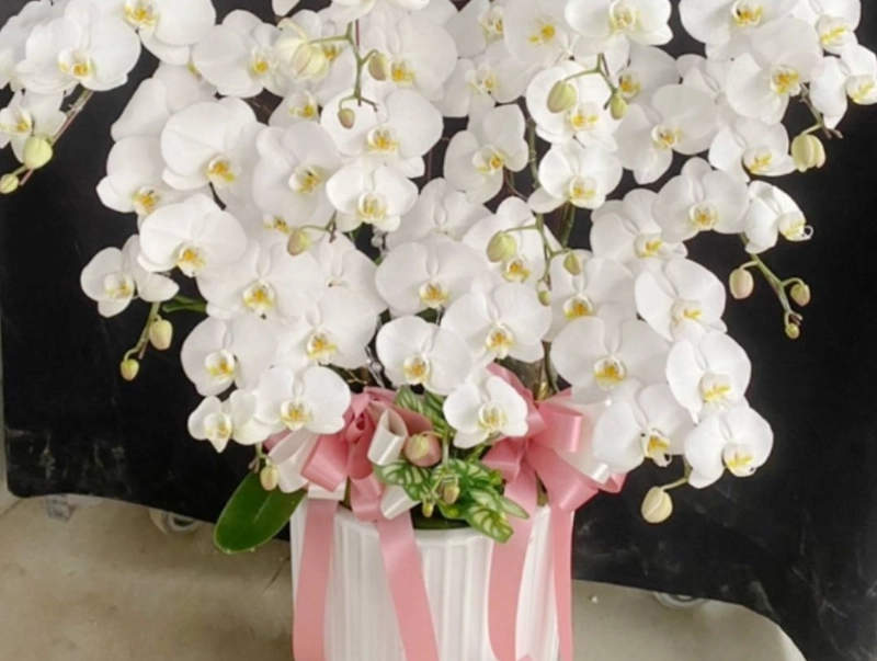 蘭花白病蟲害防治