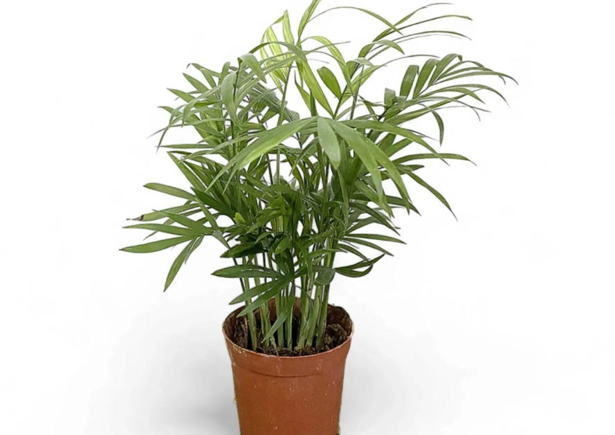 袖珍椰子 生長速度 袖珍椰子 生長速度