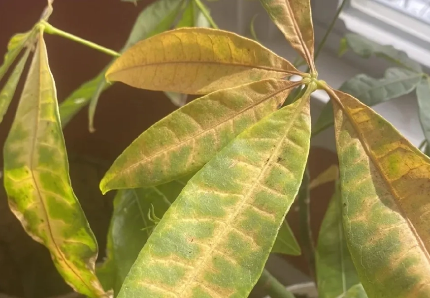發財樹葉子變黃