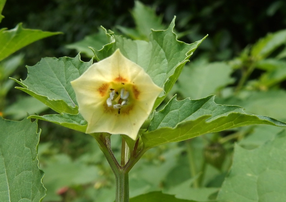 燈籠果種植 燈籠果種植