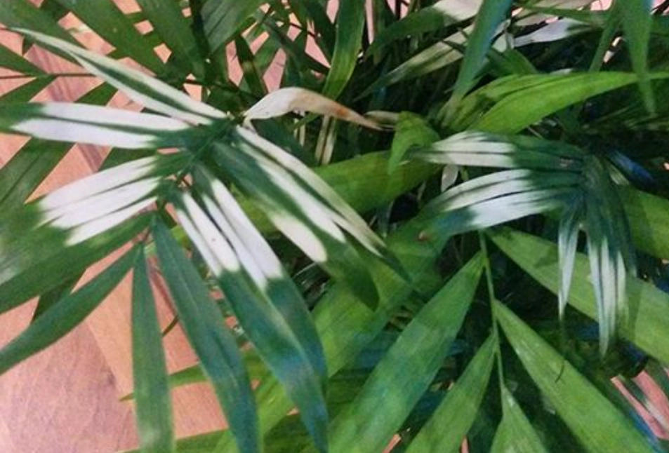 袖珍椰子 葉子變白