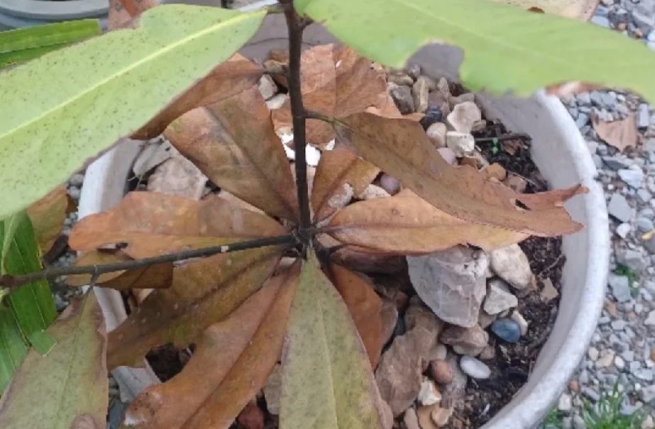 玉蘭花 枯葉 原因 玉蘭花 枯葉 原因