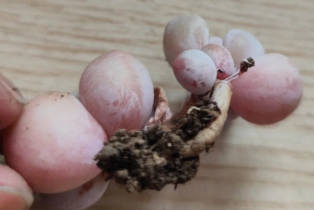 多肉植物 沒根 發根