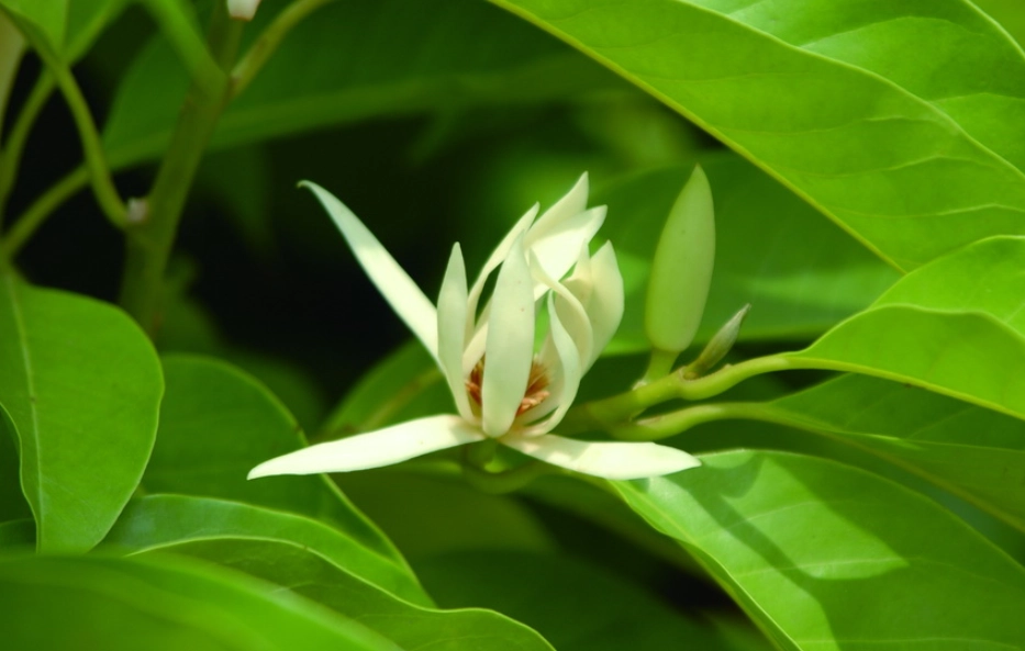 玉蘭花不開花原因 玉蘭花不開花原因