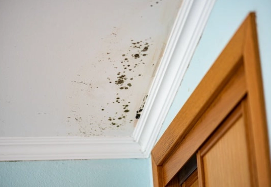 天花板發霉原因