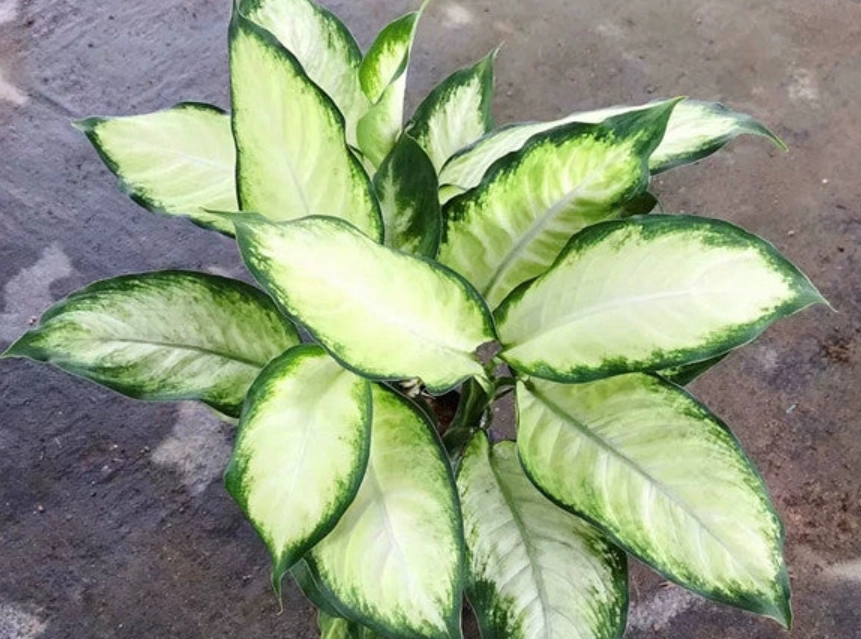 瑪莉安黛粉葉照顧