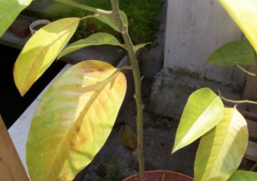 玉蘭花黃葉原因 玉蘭花黃葉原因