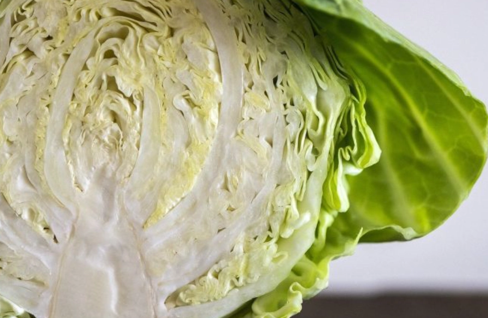 高麗菜保存