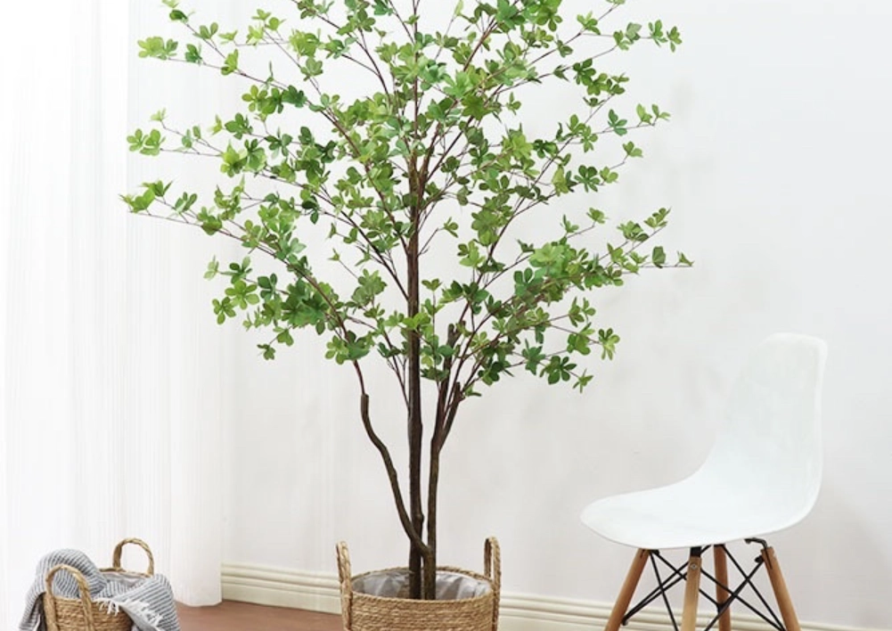 日本吊鐘 室內植物