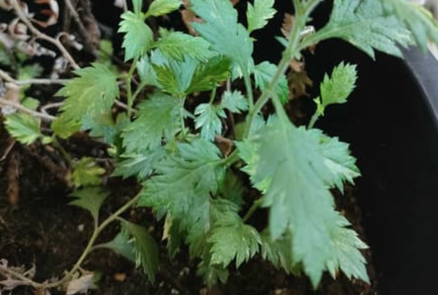 艾草 葉子 發黃