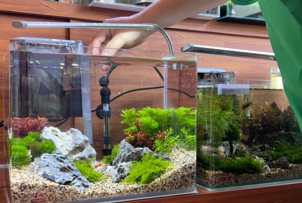 夢見很多魚缸意思