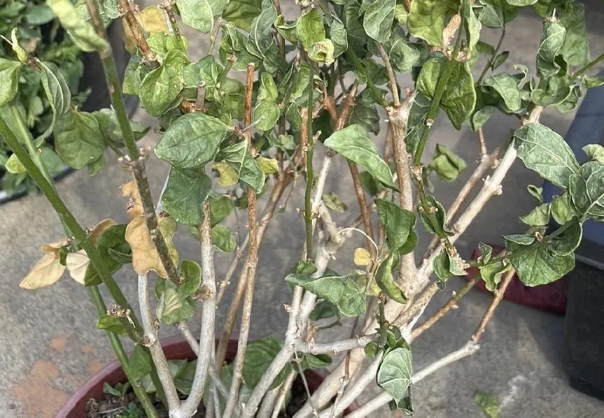 茉莉花凋謝原因