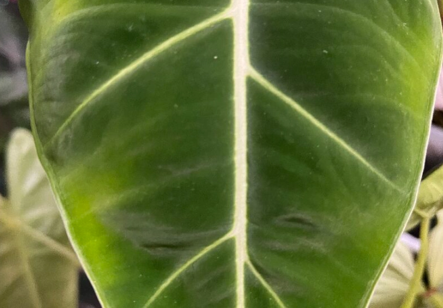 觀音蓮葉子變黃 觀音蓮葉子變黃