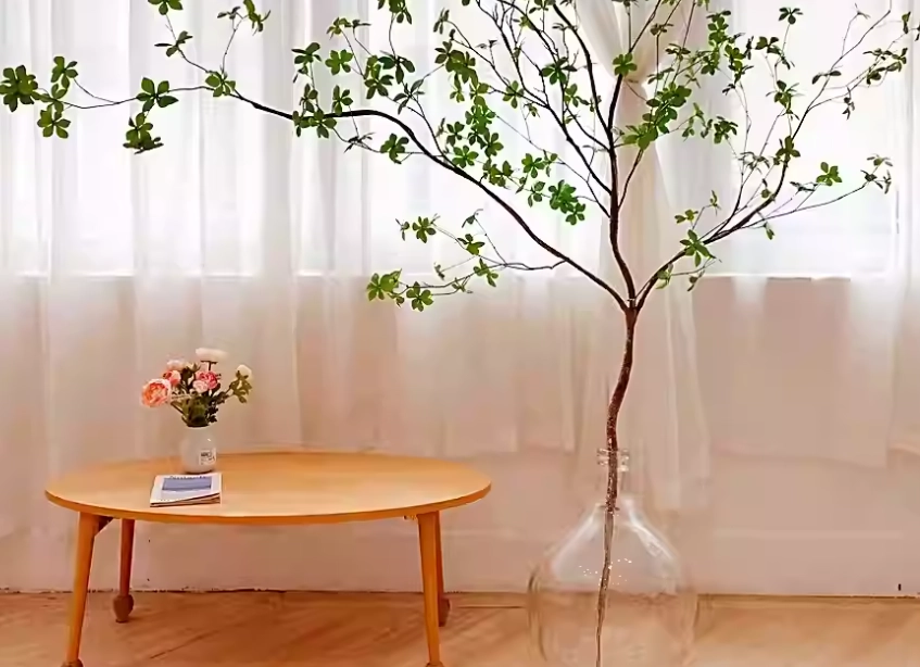 日本吊鐘 室內植物