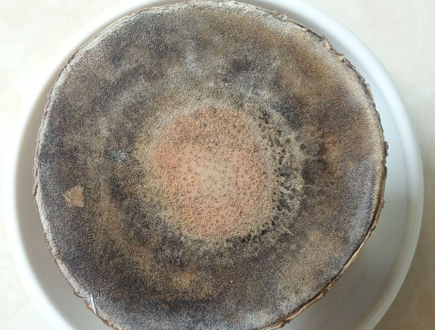 植物葉片白斑 植物葉片白斑