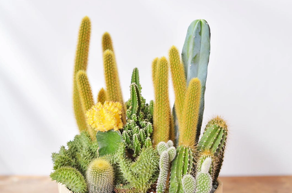 仙人掌 生長速度