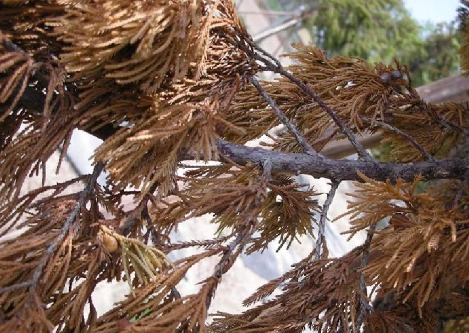 松柏變黃怎麼辦