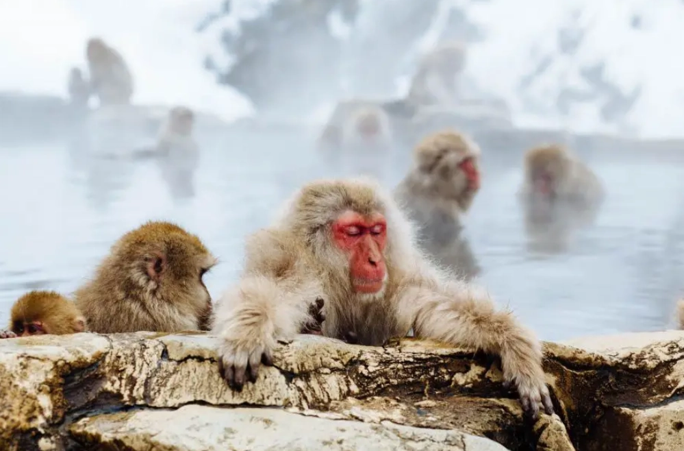 夢見猴子 吉凶 夢見猴子 吉凶