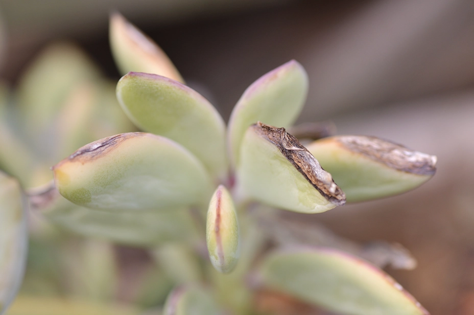 多肉葉片曬傷
