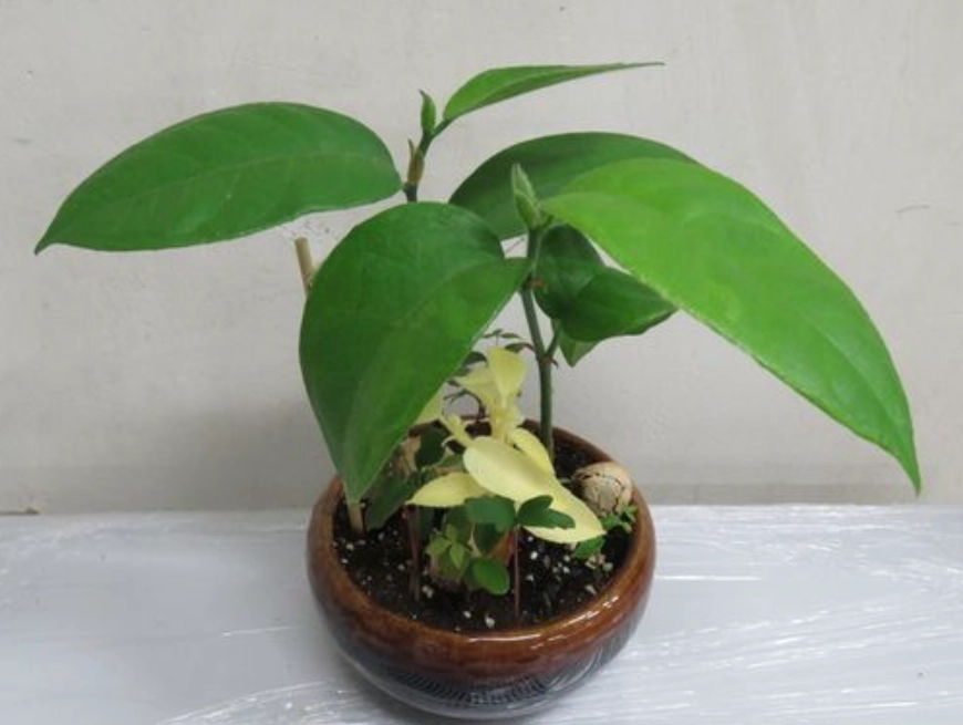 榴槤種子發芽 榴槤種子發芽