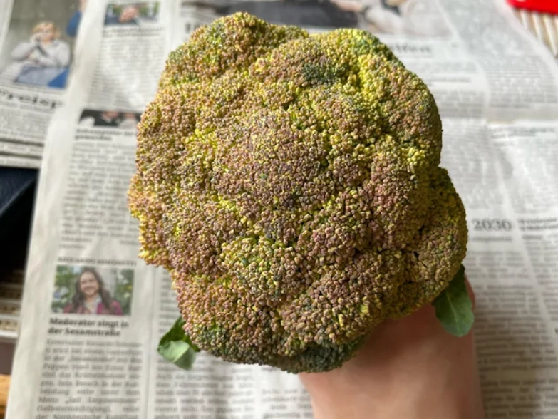 花椰菜變黃 花椰菜變黃