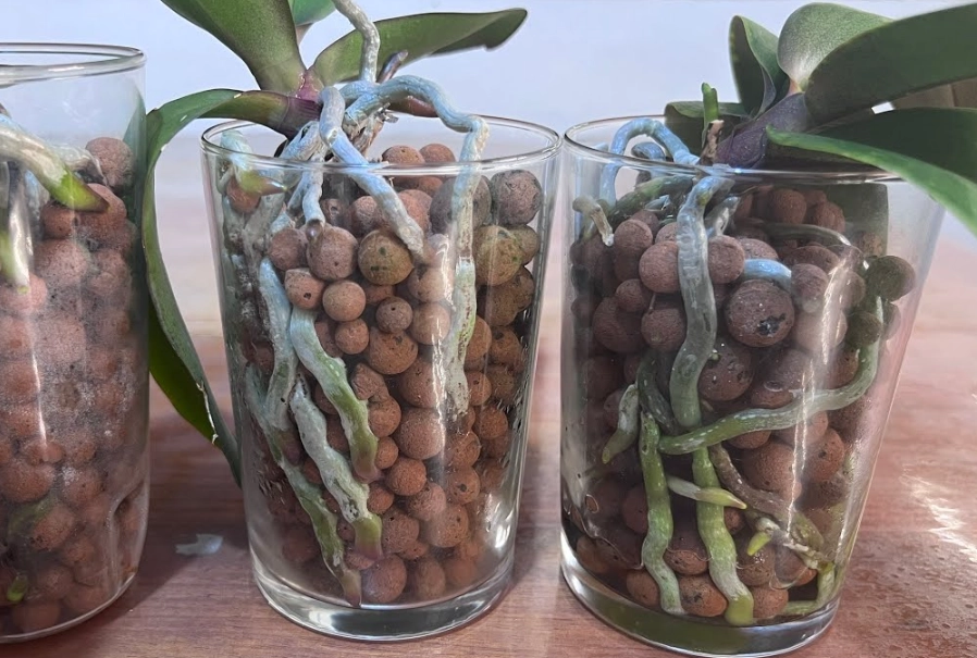 蝴蝶蘭 半水培 蝴蝶蘭 半水培