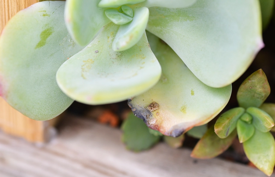 多肉植物曬傷
