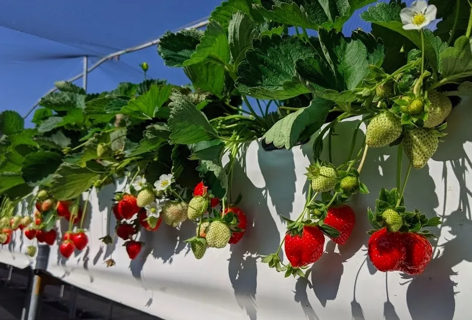 大湖草莓採摘 大湖草莓採摘