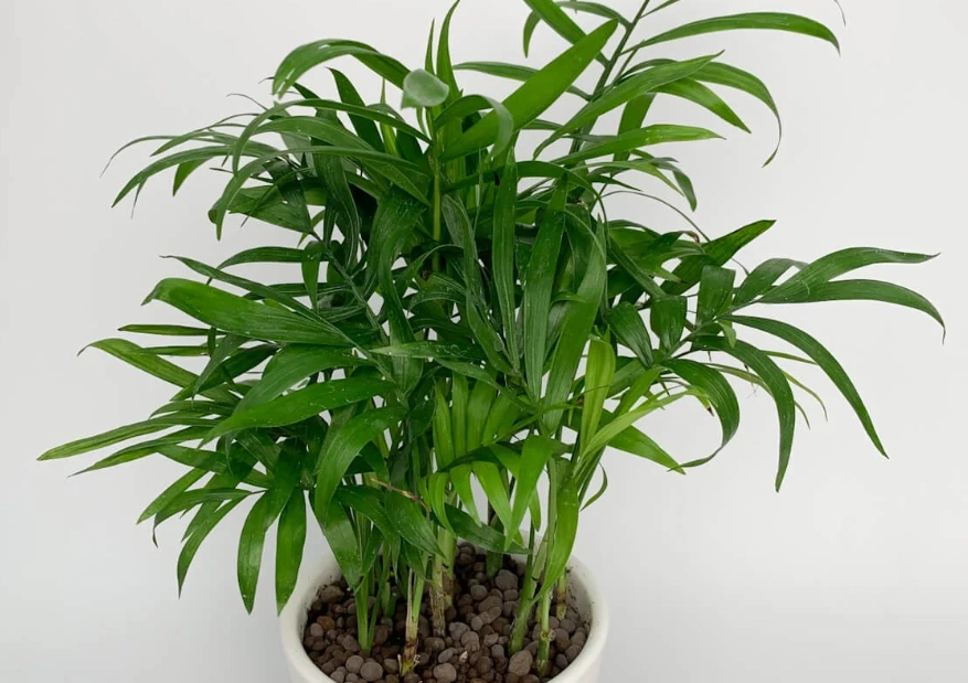 袖珍椰子貓 室內植物