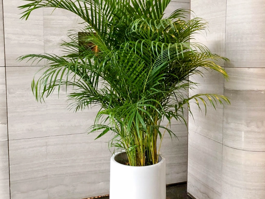 黄椰子养护方法 黄椰子养护方法