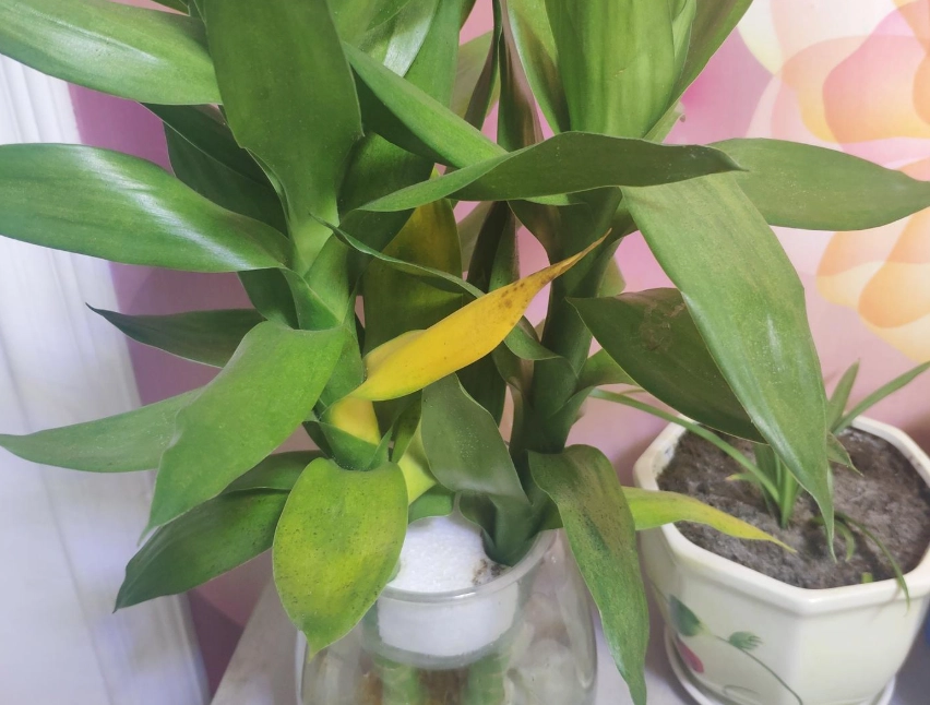 觀音竹養護技巧 觀音竹養護技巧