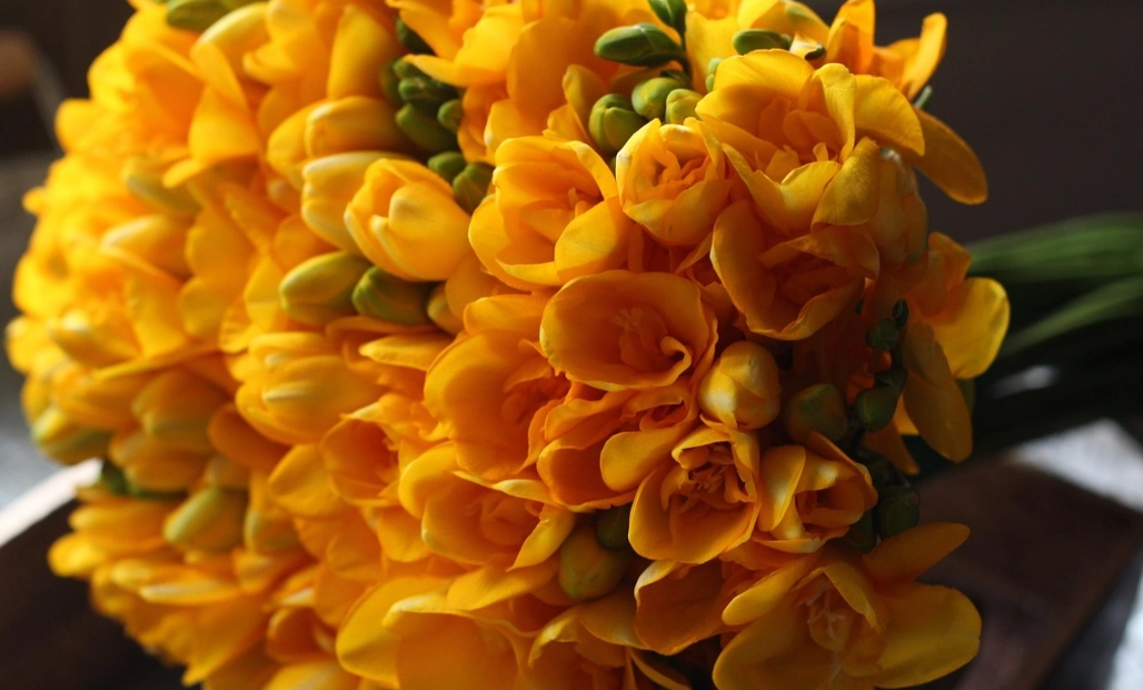 黃色小蒼蘭 花語 黃色小蒼蘭 花語