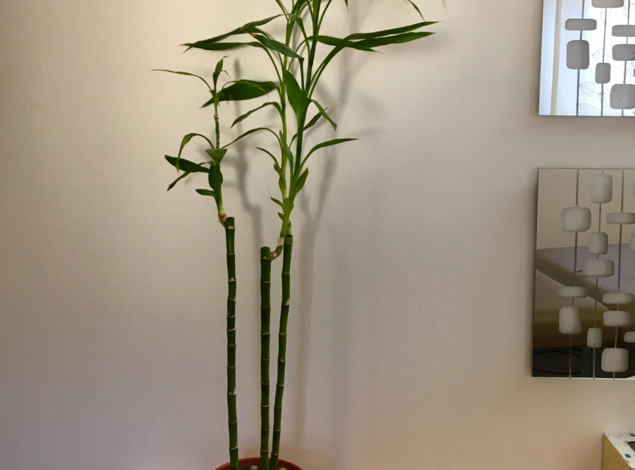 開運竹修剪方法