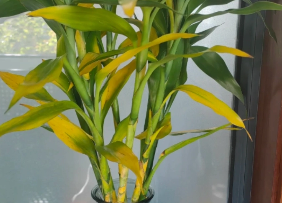 富貴竹葉子變黃處理
