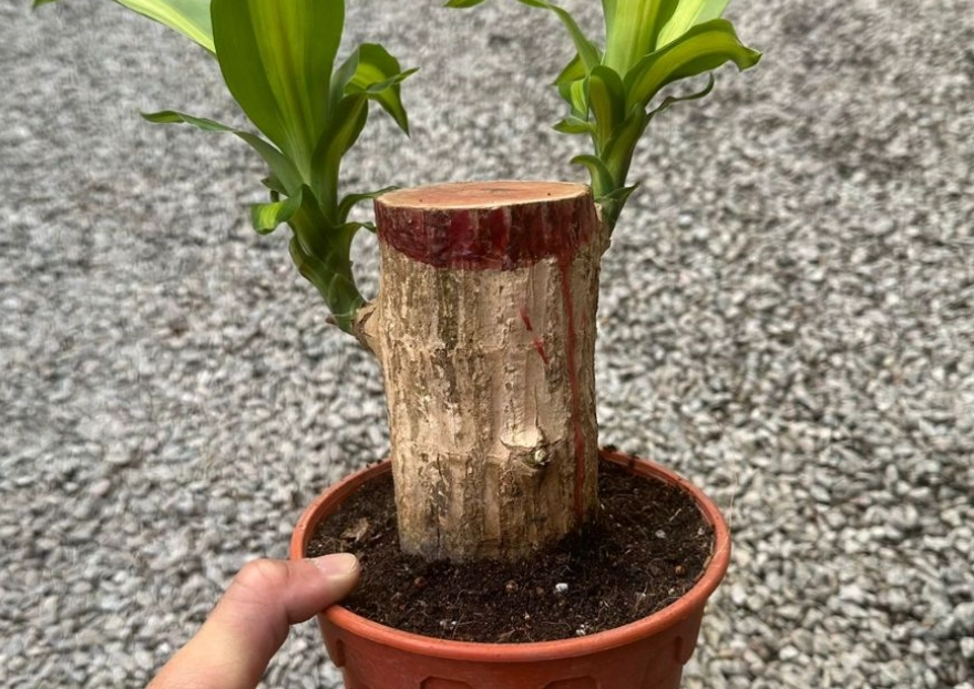 巴西木盆栽 巴西木盆栽