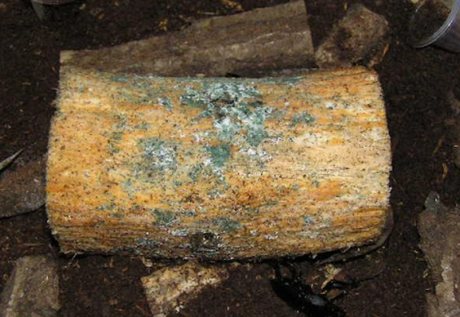 漂白水除霉方法