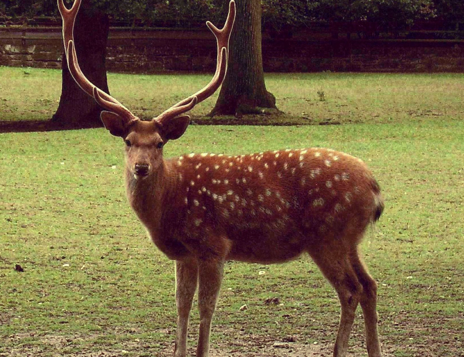 夢見梅花鹿 解夢 夢見梅花鹿 解夢
